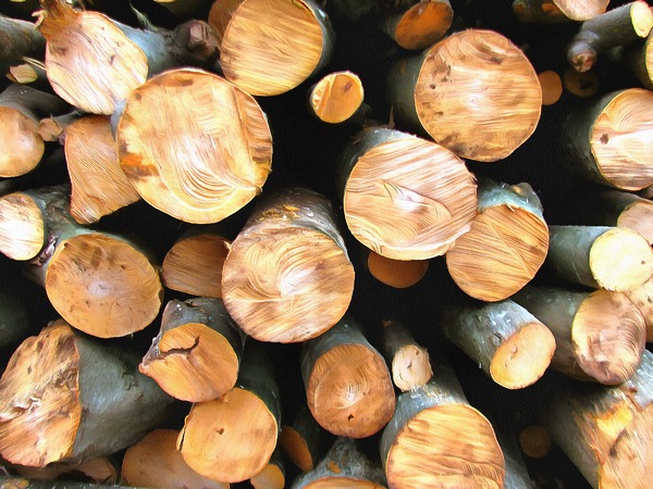 Timber 1