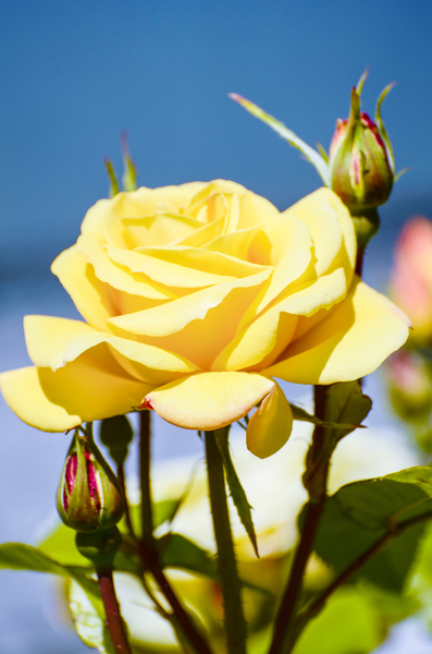 Yellow tea rose