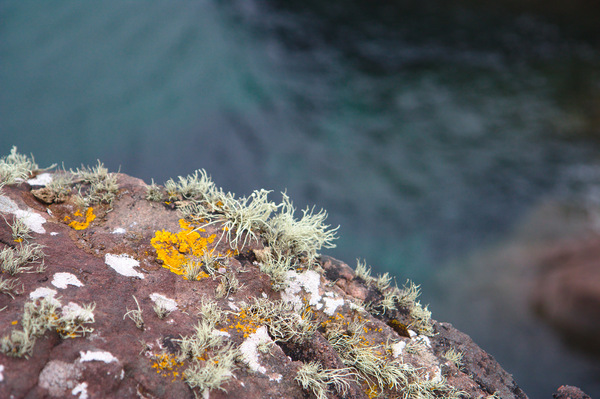 Lichen Rock