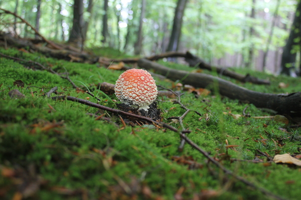 Red Fly Agaric blossom
