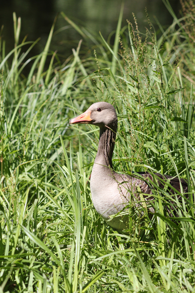 Goose in Grass