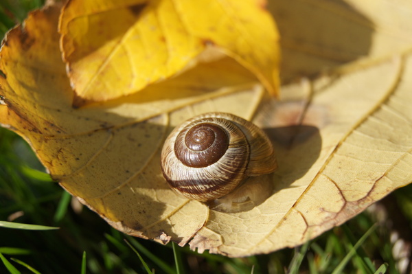 autumn snail