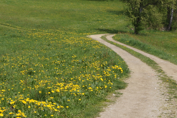 dandelion path