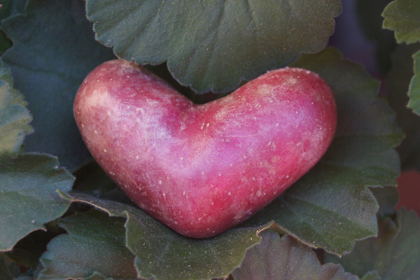 heart shaped red potatoe