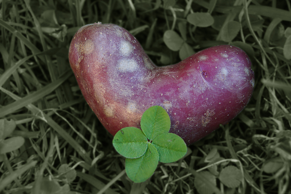 lucky clover and heart potatoe