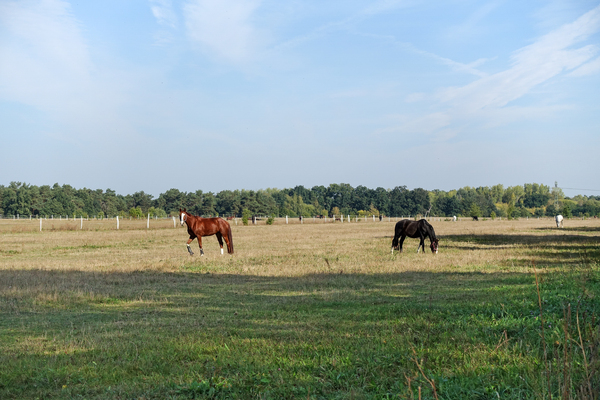 horses on grazing land