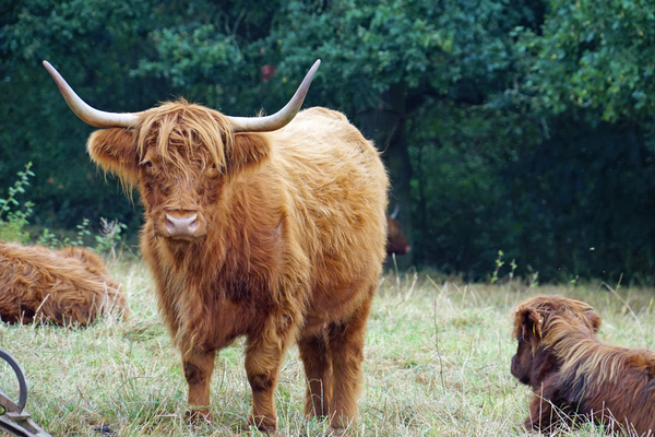 highland cattle