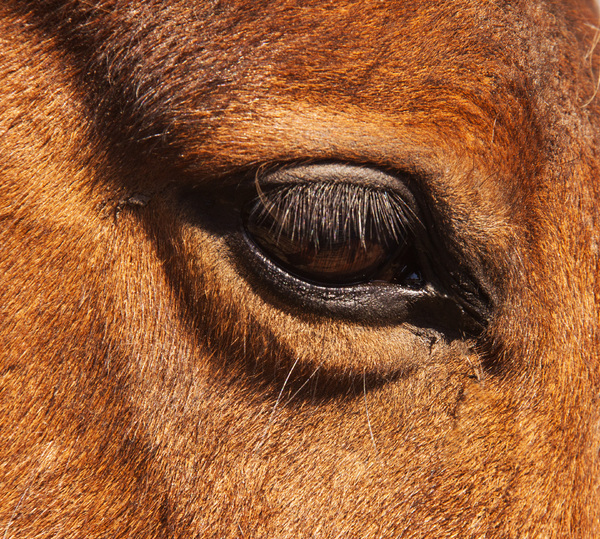 Horse Close-up 2