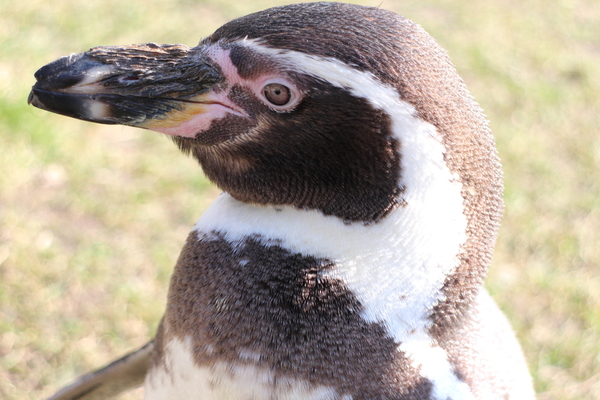 Zwartvoet pinguïn-close up