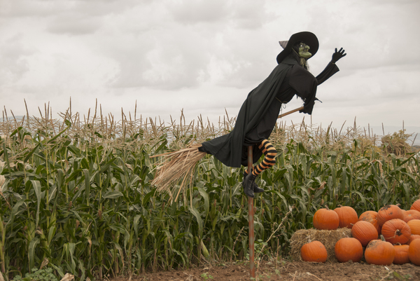 Witch and the Cornfield