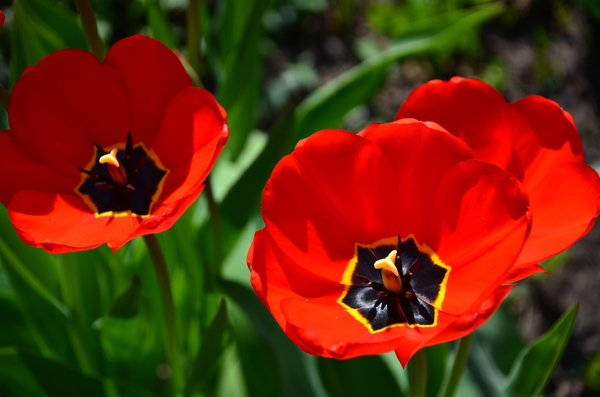 tulips from my garden
