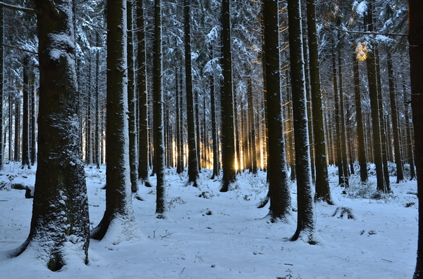 walk in the winter forest