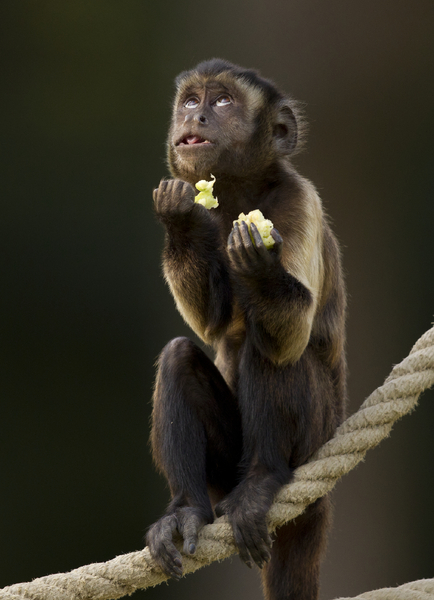 Small monkey praying