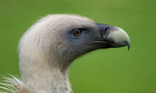 Griffon Vulture head