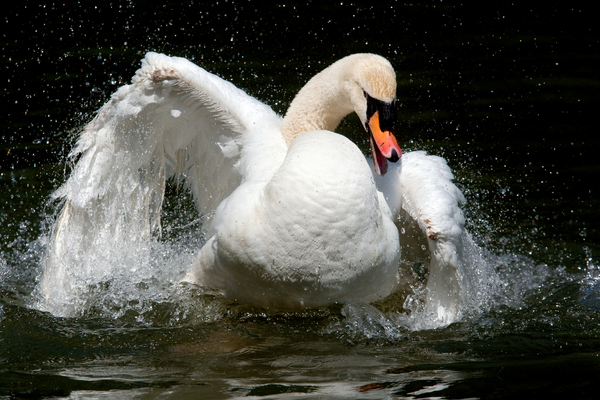 White swan splashing