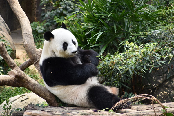 resting panda
