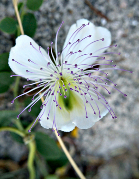Flor de alcaparronera