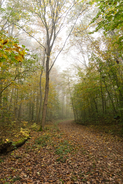 foggy autumn forest walkway