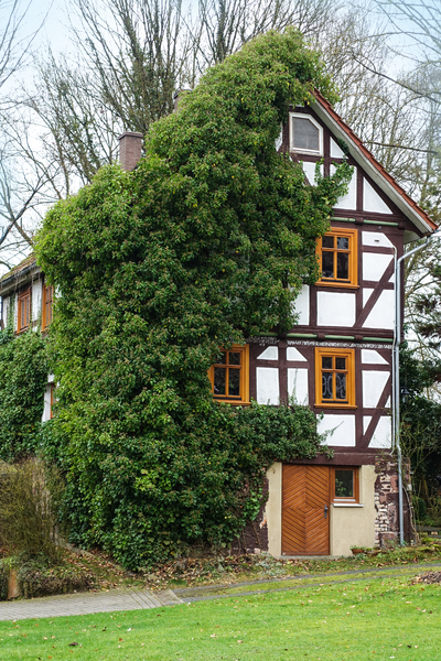 half-timbered house with ivy