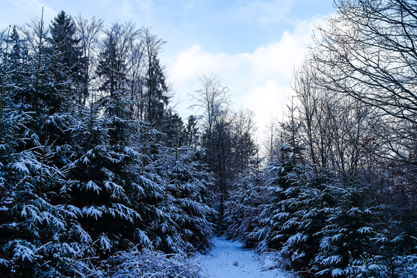 snowy winter trees landscape