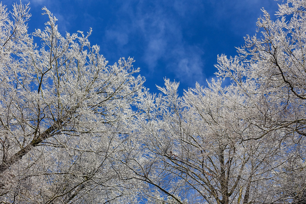snow covered treetops 2