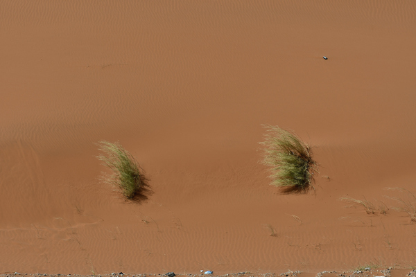 Desert Landscape with plants