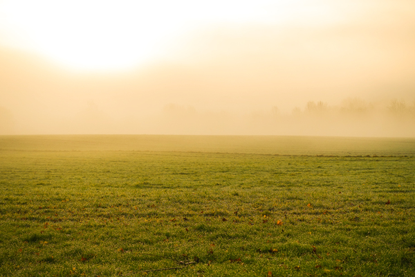 foggy meadow landscape