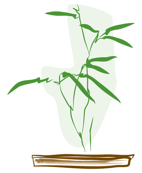 Plant bamboo illustration