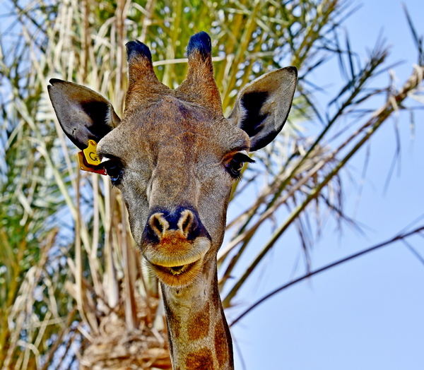 Head Shot Giraffe of Africa