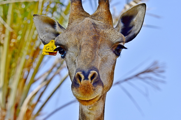 Portrait of African Giraffe