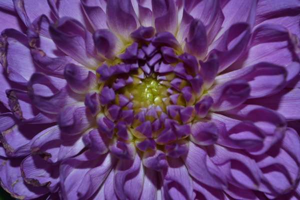 flor Purpura