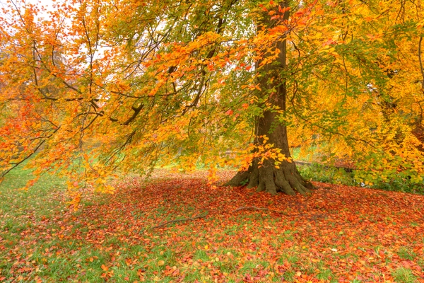 Autumn colours in the park
