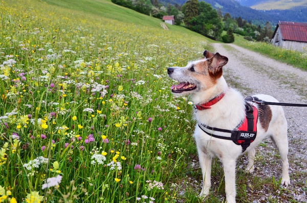 Bella loves the flower meadow