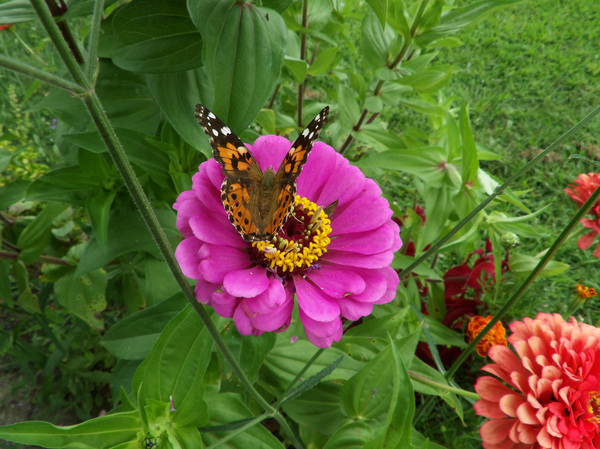Butterflies Beauty1