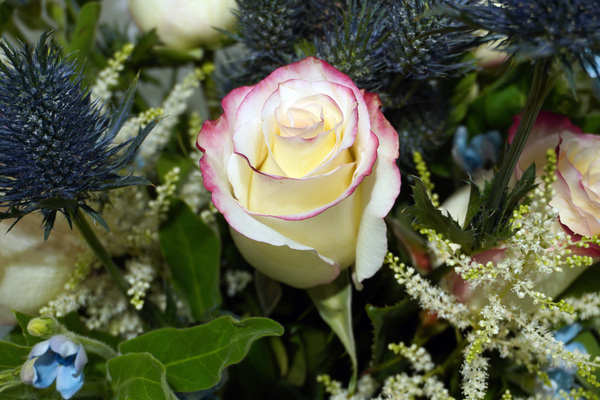 White rose flower 2020