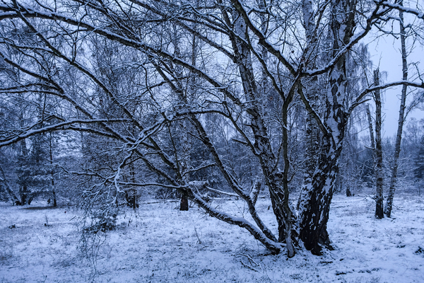 snowy winter birch trees