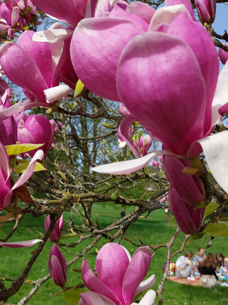 Magnolia Tulips.