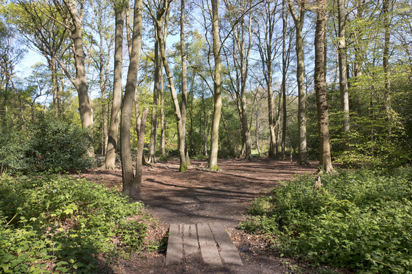 Woodland trail in spring