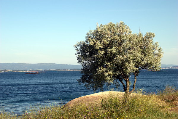 Isolated tree near the ocean