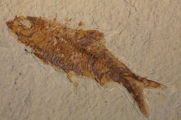 Fish fossile 2