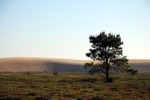 Isolated tree near the big dun