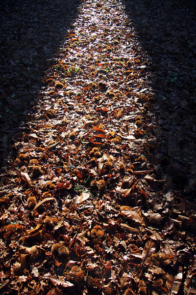 Autumnal light path 1