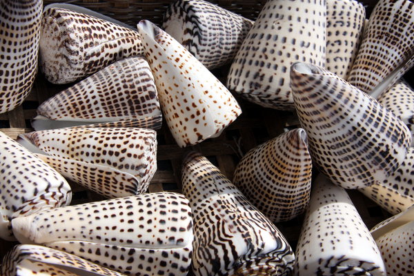 Sea shells 3