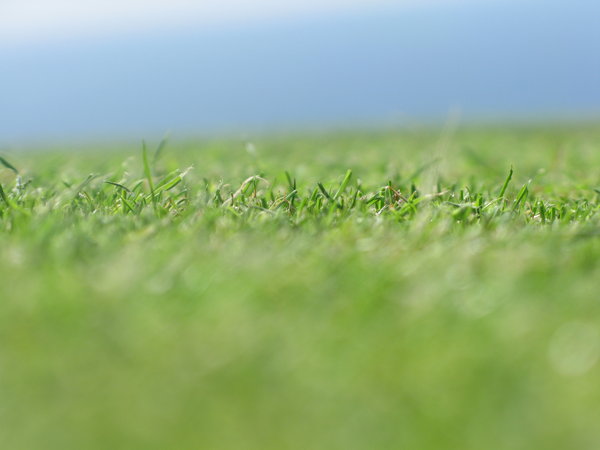 Blurred grass