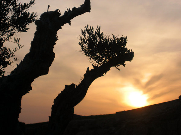 Olive branch sunset 1