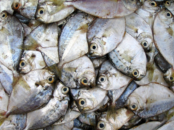 heap of fish