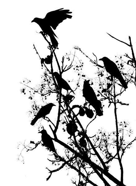 Silhouette of crows
