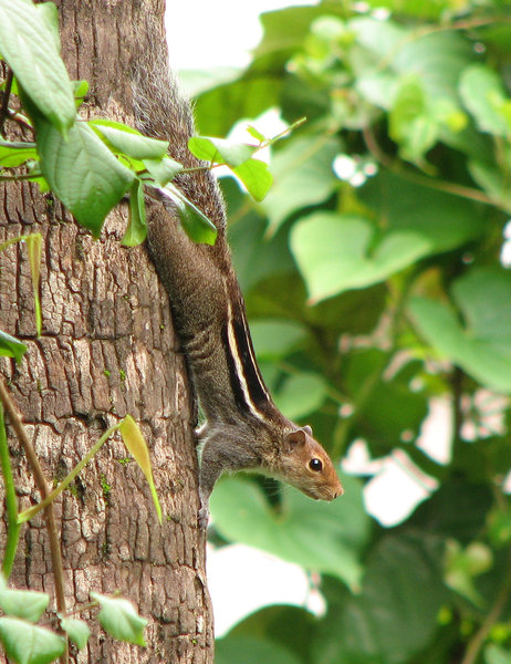 Indian Palm Squirrel