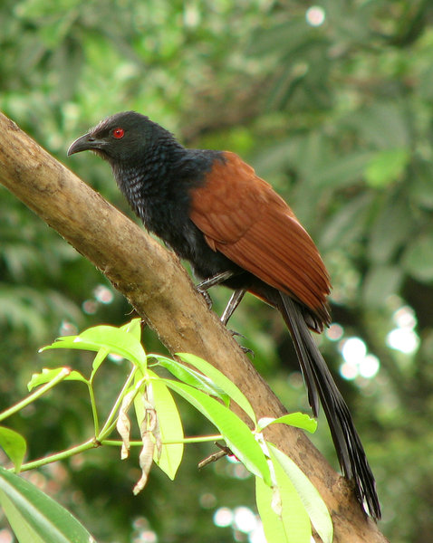 Crow Pheasant/ Coucal