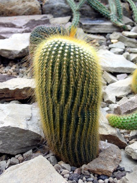 barbed cactus